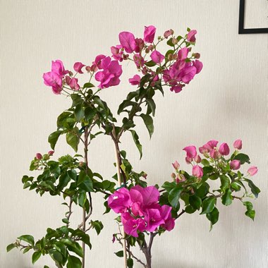 Bougainvillea