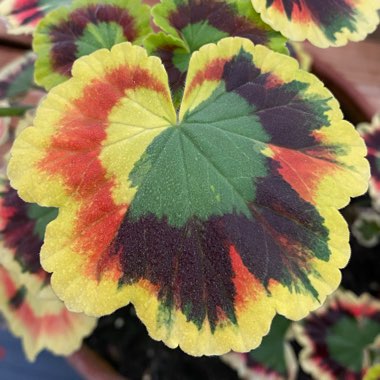 Pelargonium 'Contrast'