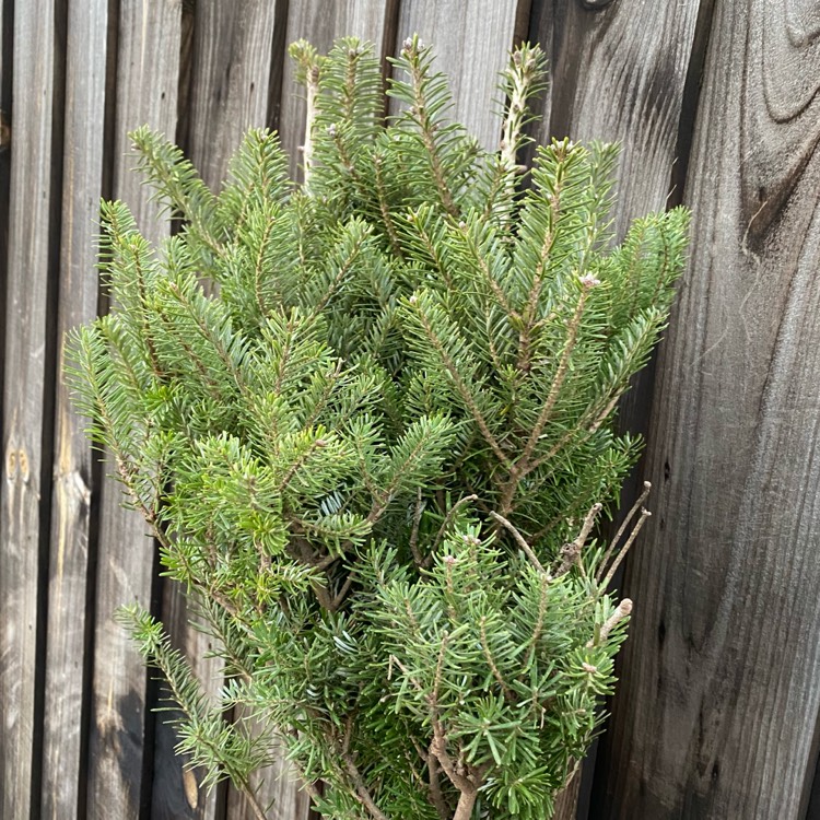 plant image 1426056