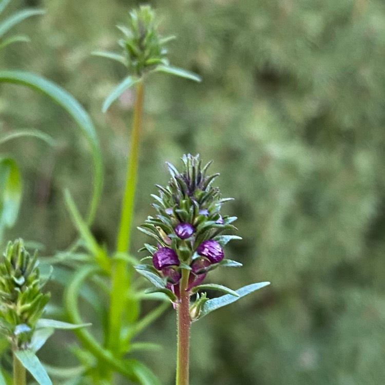 plant image 1426460 plant image 1426460