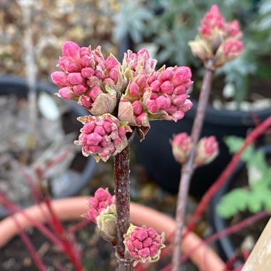 Viburnum x bodnantense 'Dawn'