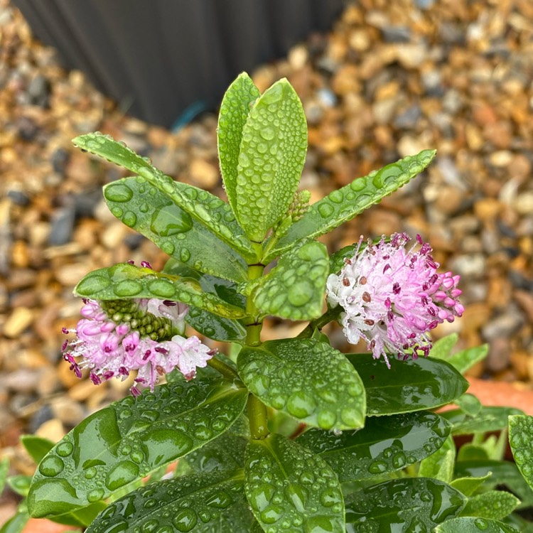 plant image 1426996