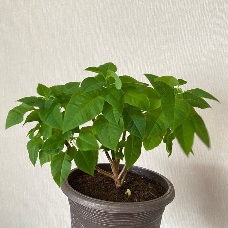 plant image 1427238