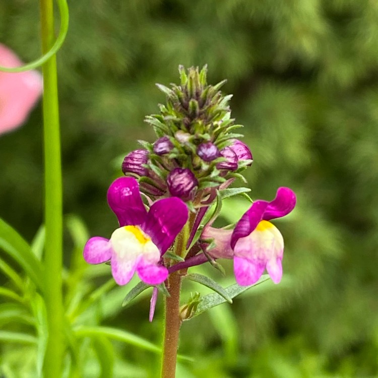 plant image 1427240 plant image 1427240