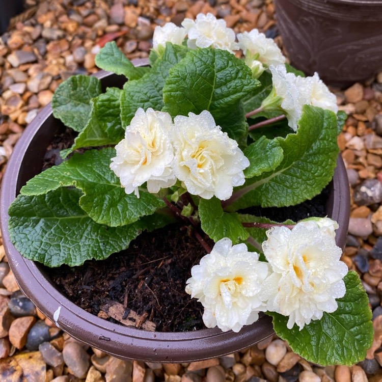 plant image 1427405 plant image 1427405