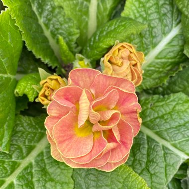 Primula