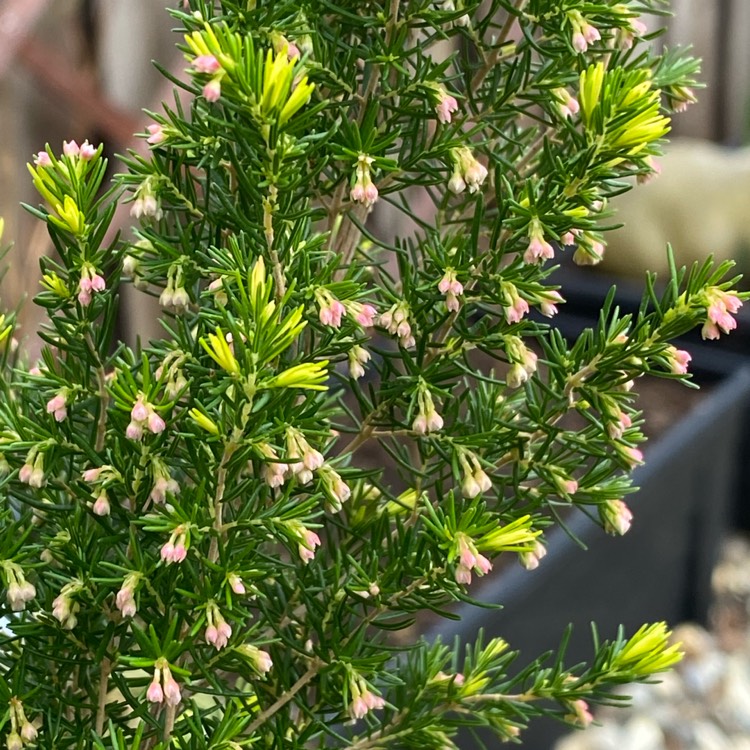 plant image 1444081