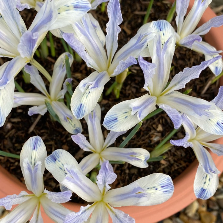 plant image 1444082 plant image 1444082