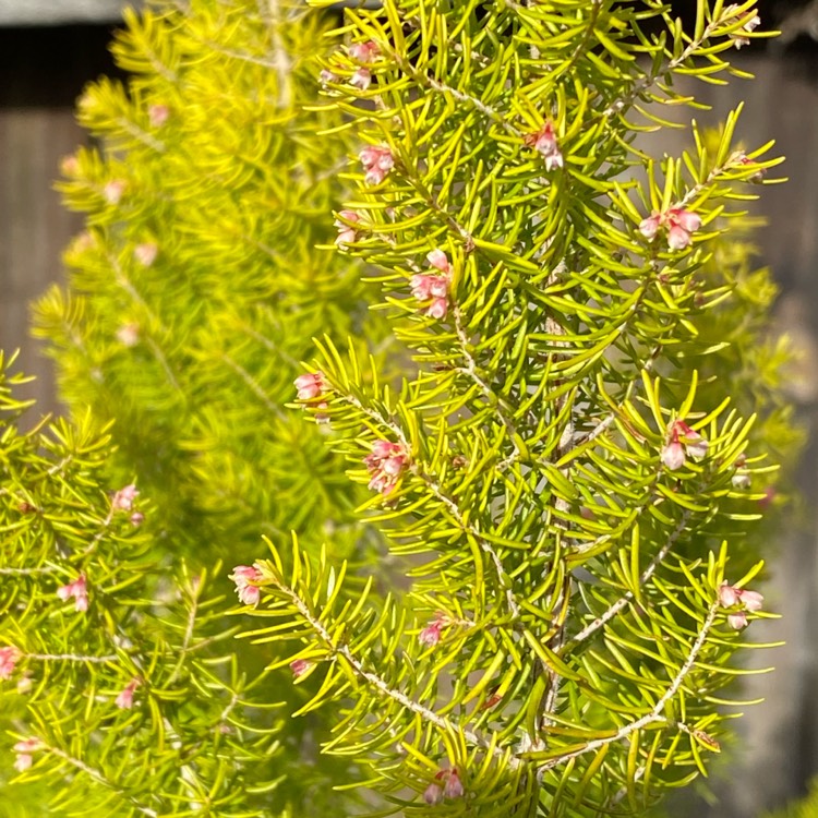 plant image 1444426 plant image 1444426