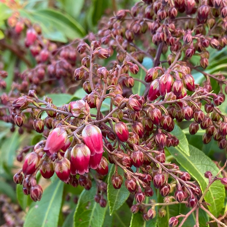plant image 1446154
