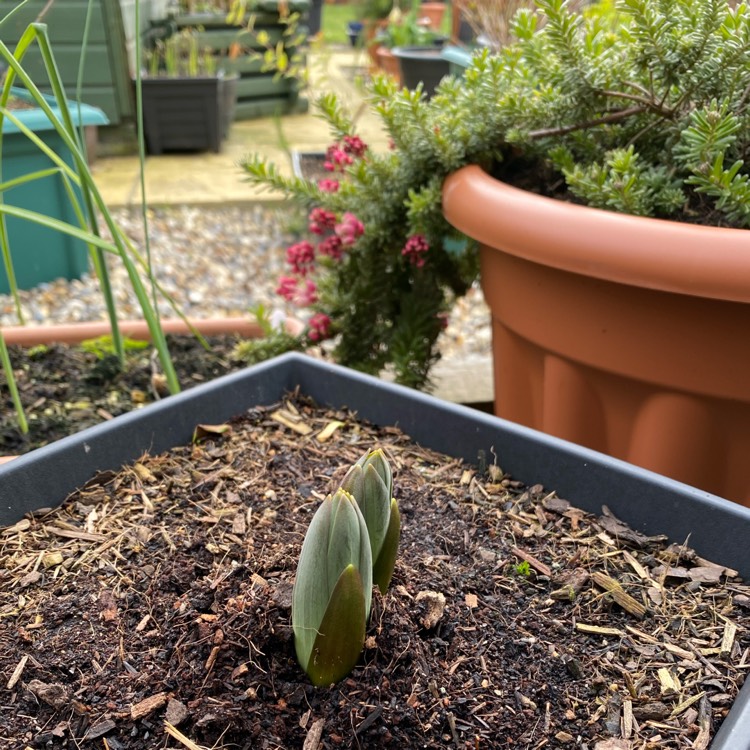 plant image 1448407 plant image 1448407