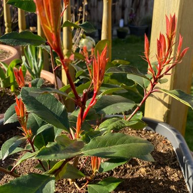 Photinia x fraseri 'Red Robin'