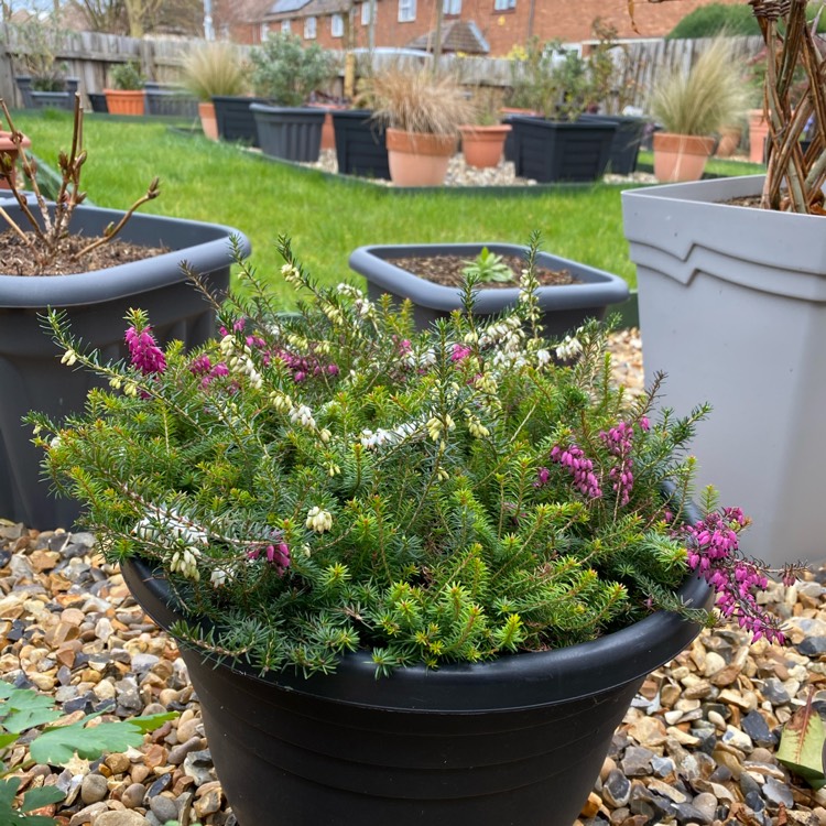 plant image 1451409 plant image 1451409