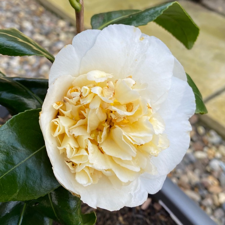 plant image 1453102
