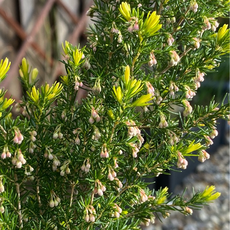 Plant image Erica carnea