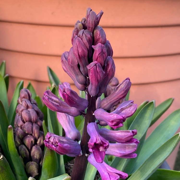 Plant image Hyacinthus orientalis 'Woodstock'