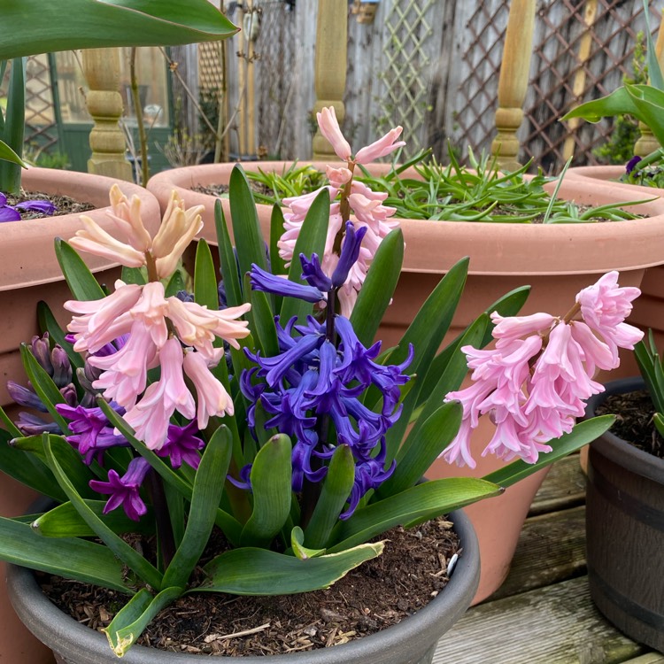 plant image 1454308