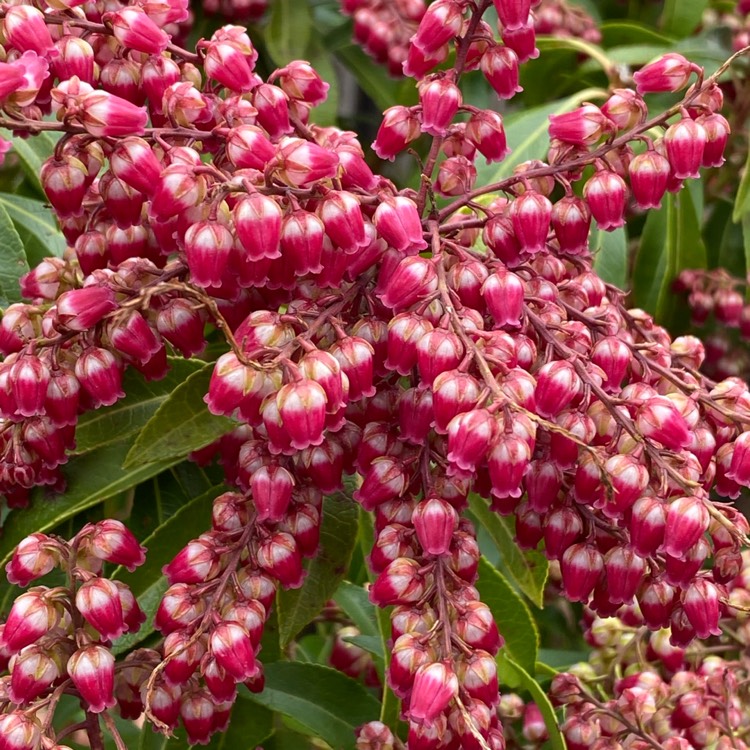plant image 1456124