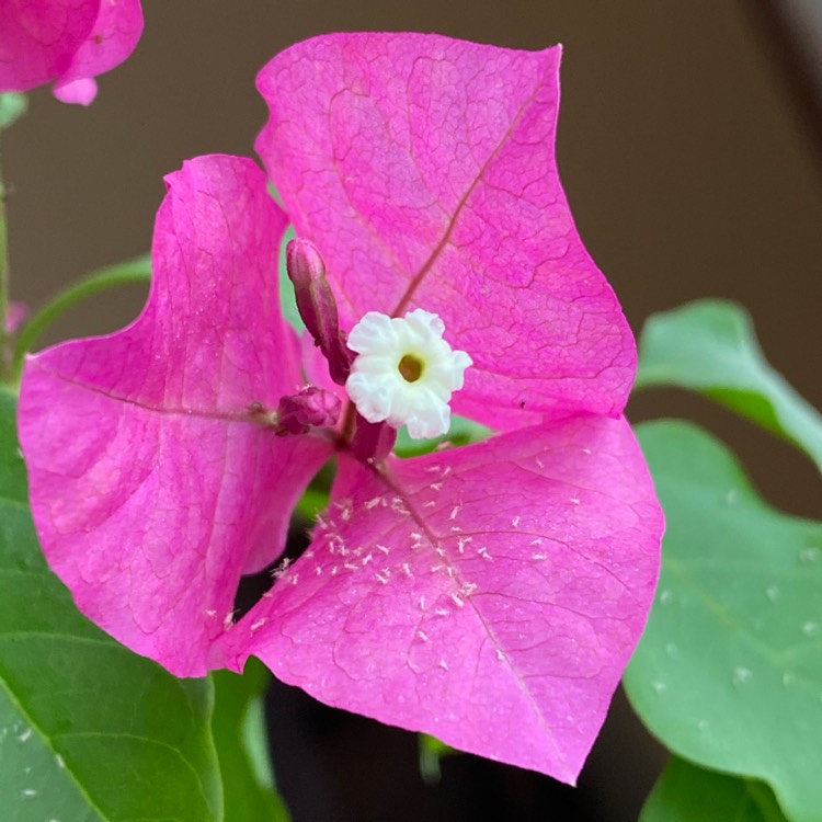 plant image 1456580 plant image 1456580