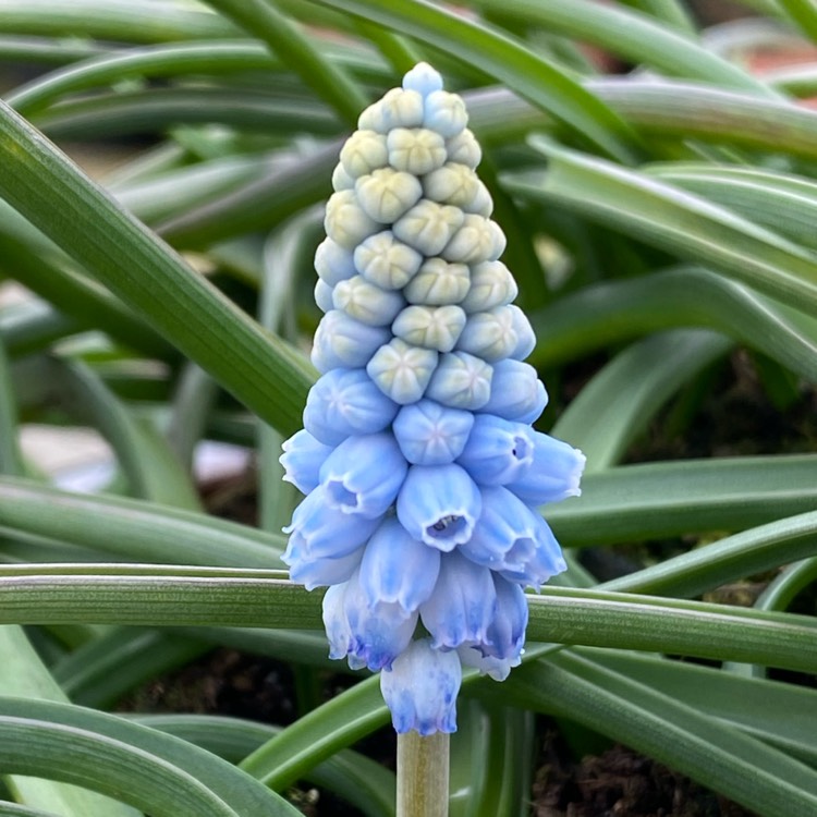plant image 1456581 plant image 1456581