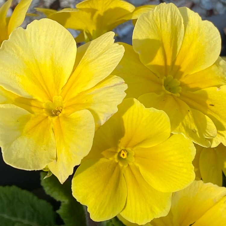 plant image 1458108