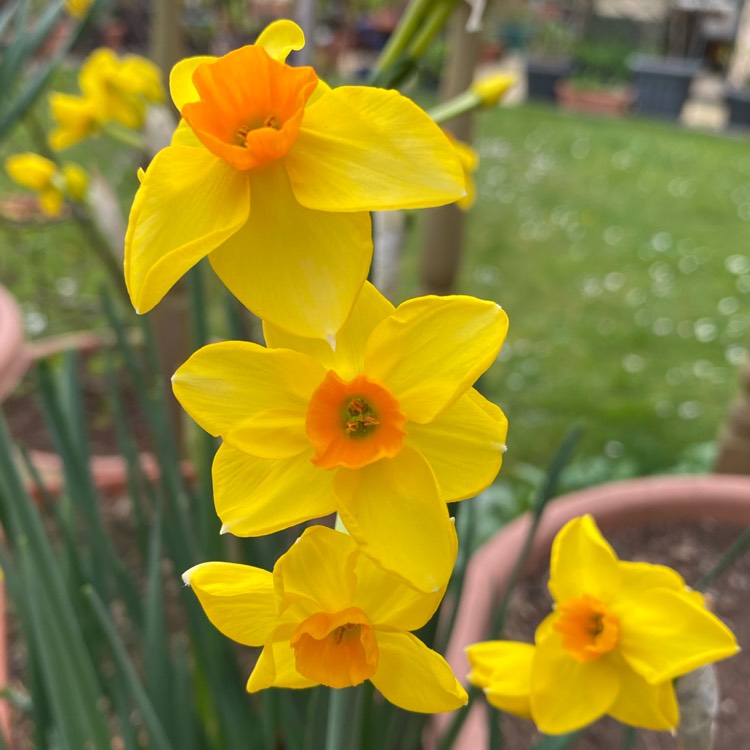 Plant image Narcissus 'Martinette'