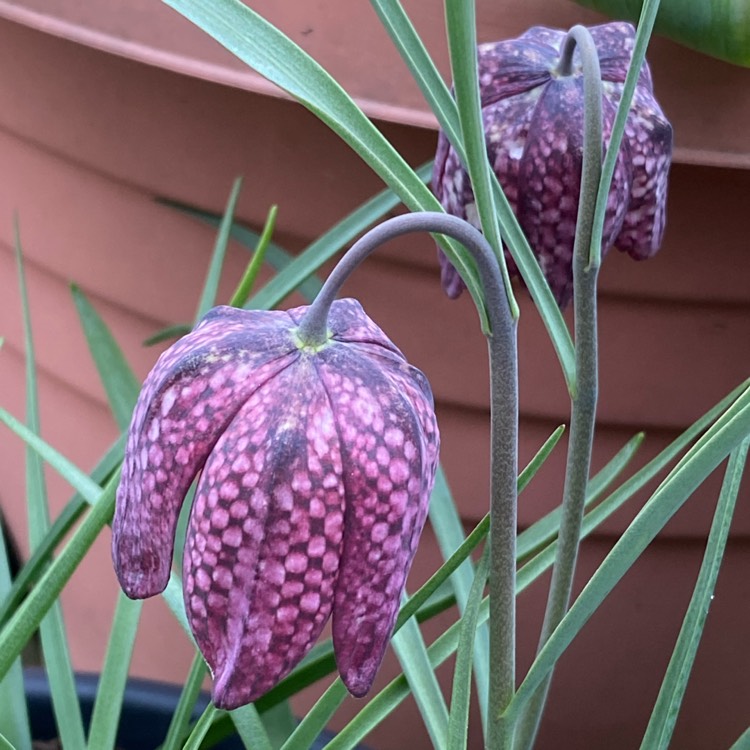 plant image 1460045