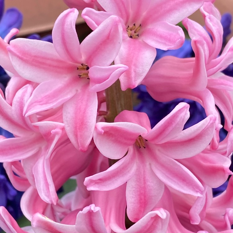plant image 1460395