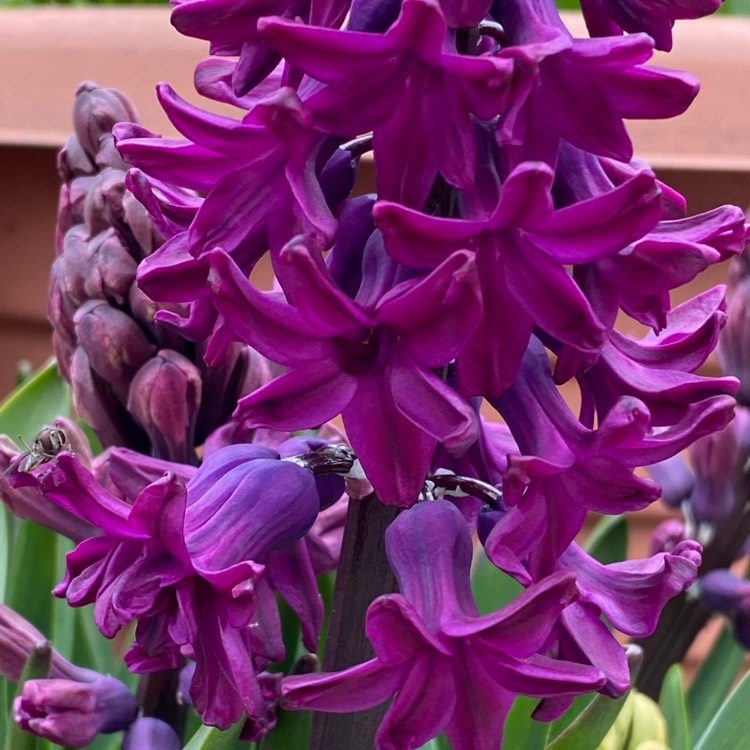 plant image 1460396