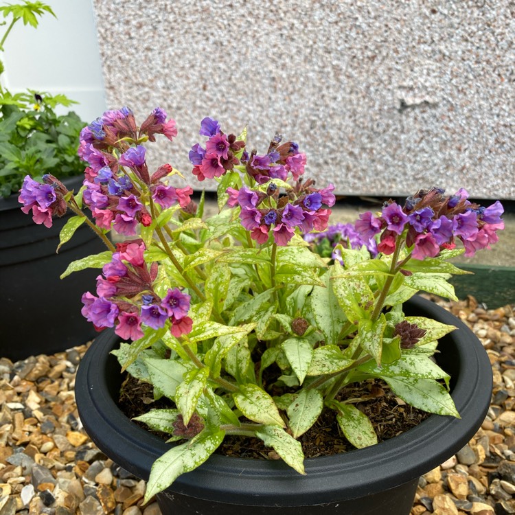 plant image 1462950