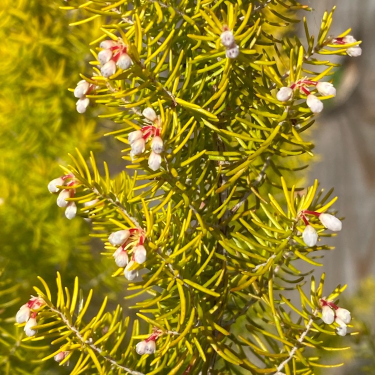 plant image 1463384 plant image 1463384