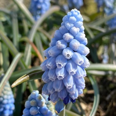 Muscari armeniacum 'Valerie Finnis'