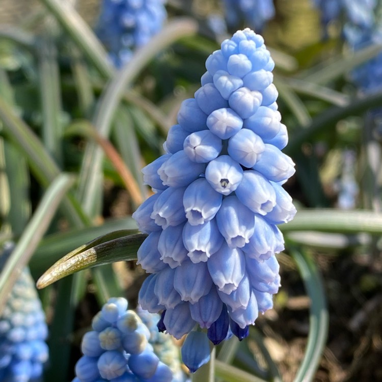 plant image 1463750 plant image 1463750