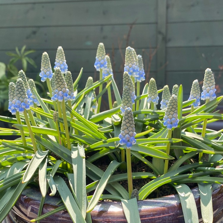 plant image 1464140 plant image 1464140