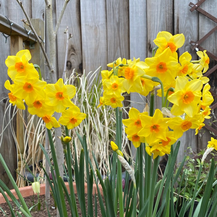 plant image 1464538