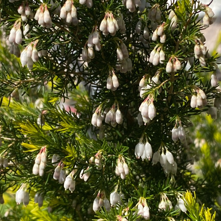 plant image 1465127