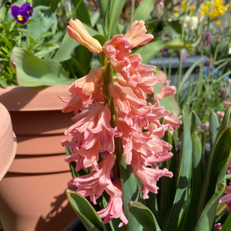 plant image 1466415