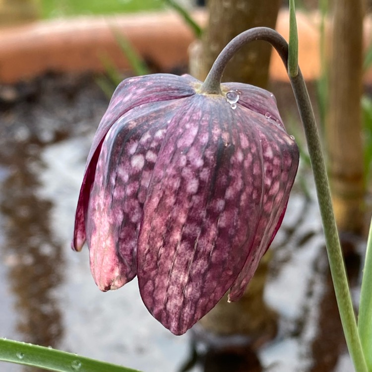 plant image 1467437