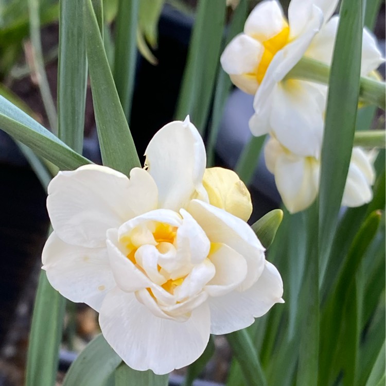 plant image 1467441 plant image 1467441
