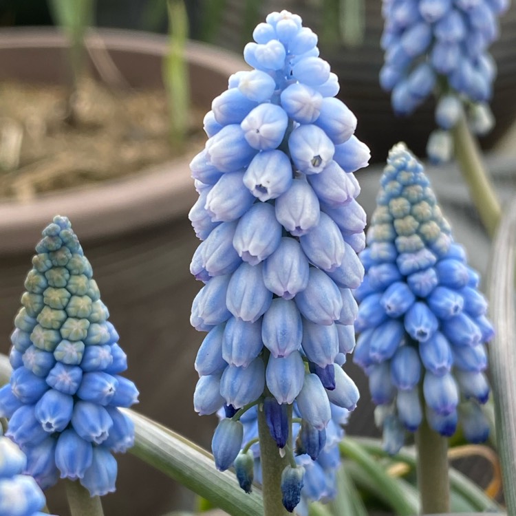 plant image 1467937 plant image 1467937