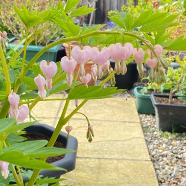 Lamprocapnos spectabilis 'Cupid' syn. Dicentra spectablis 'Cupid'