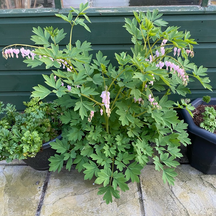 plant image 1467941 plant image 1467941