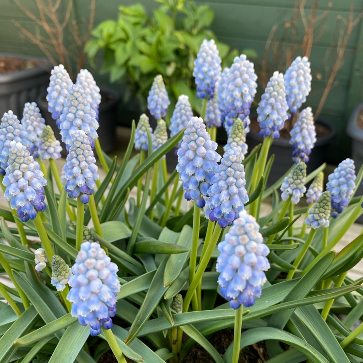 plant image 1468376 plant image 1468376