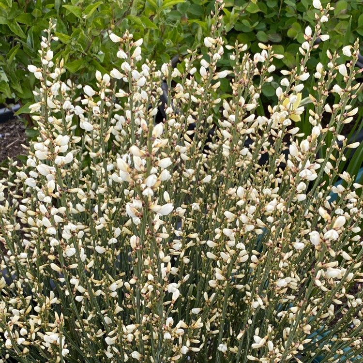 plant image 1470968 plant image 1470968