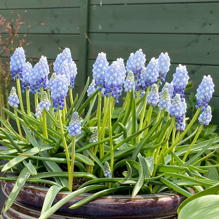 Plant image Muscari armeniacum 'Peppermint'