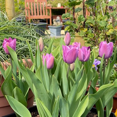 Tulipa 'Violet Beauty'
