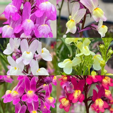 Linaria maroccana