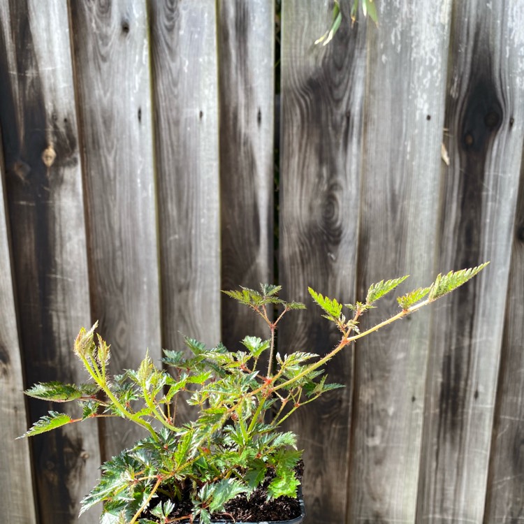 plant image 1476744 plant image 1476744