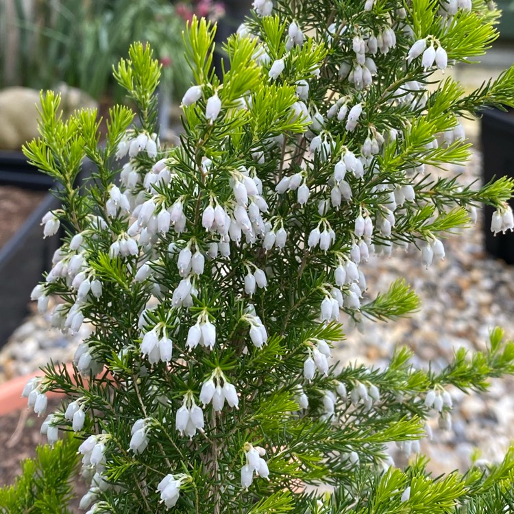 plant image 1478281