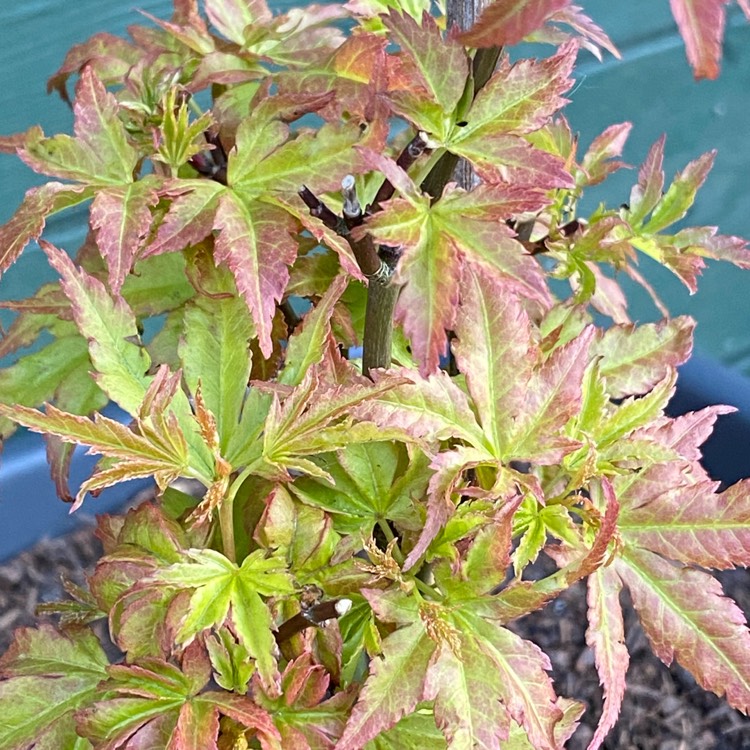 plant image 1478749 plant image 1478749